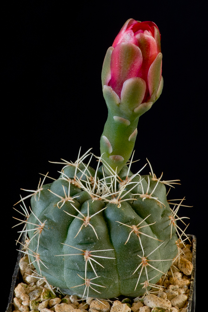 Gymnocalycium Xheidiae